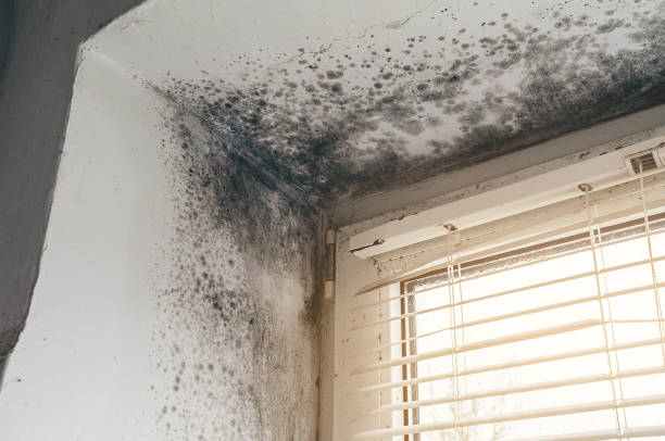 Affordable Mold Cleanup solutions in Everett, PA