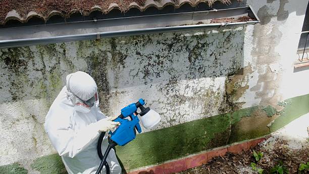 Top rated local Mold Cleanup specialists in Everett, PA